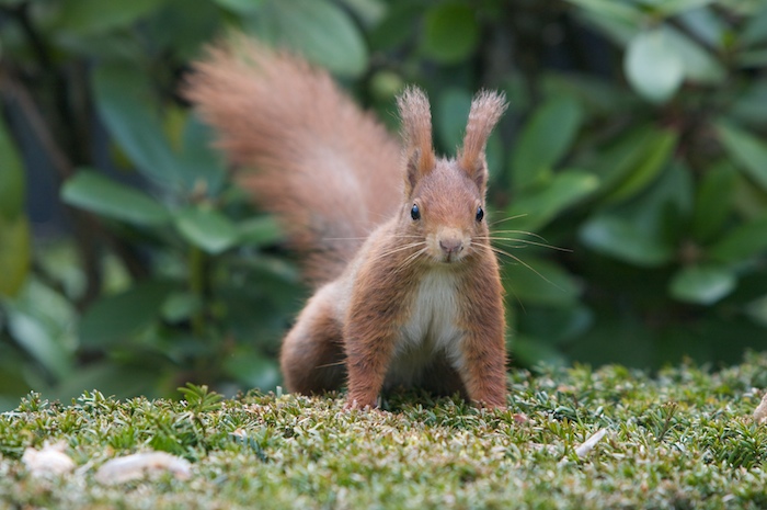 Eichhörnchen auf der Lauer