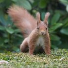 Eichhörnchen auf der Lauer