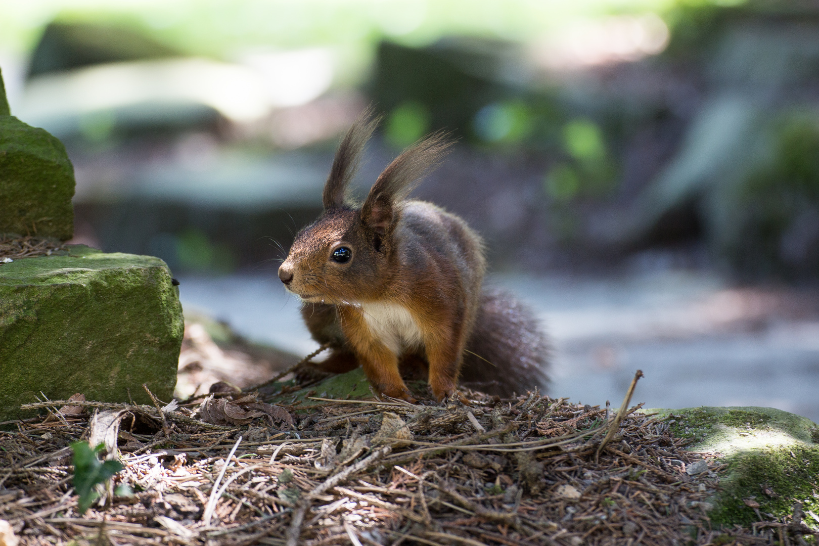 Eichhörnchen auf der Pirsch