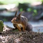 Eichhörnchen auf der Pirsch