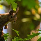 Eichhörnchen auf der Pirsch