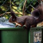 Eichhörnchen auf der Regentonne