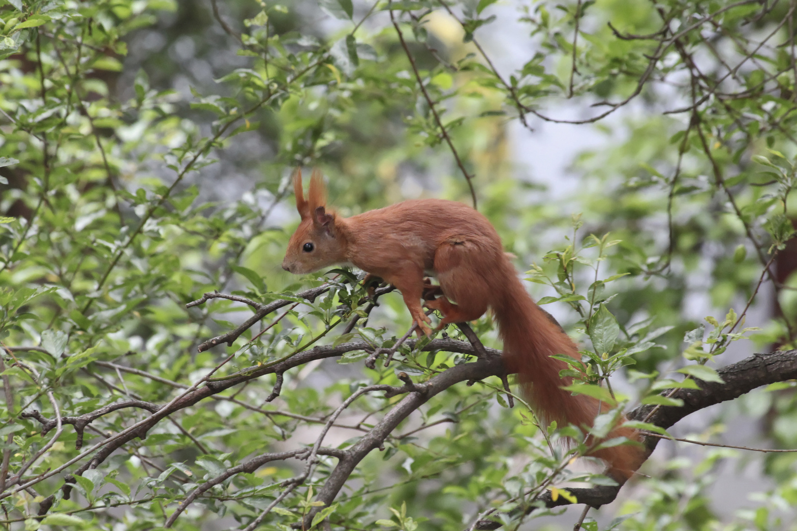 Eichhörnchen auf der Suche 1