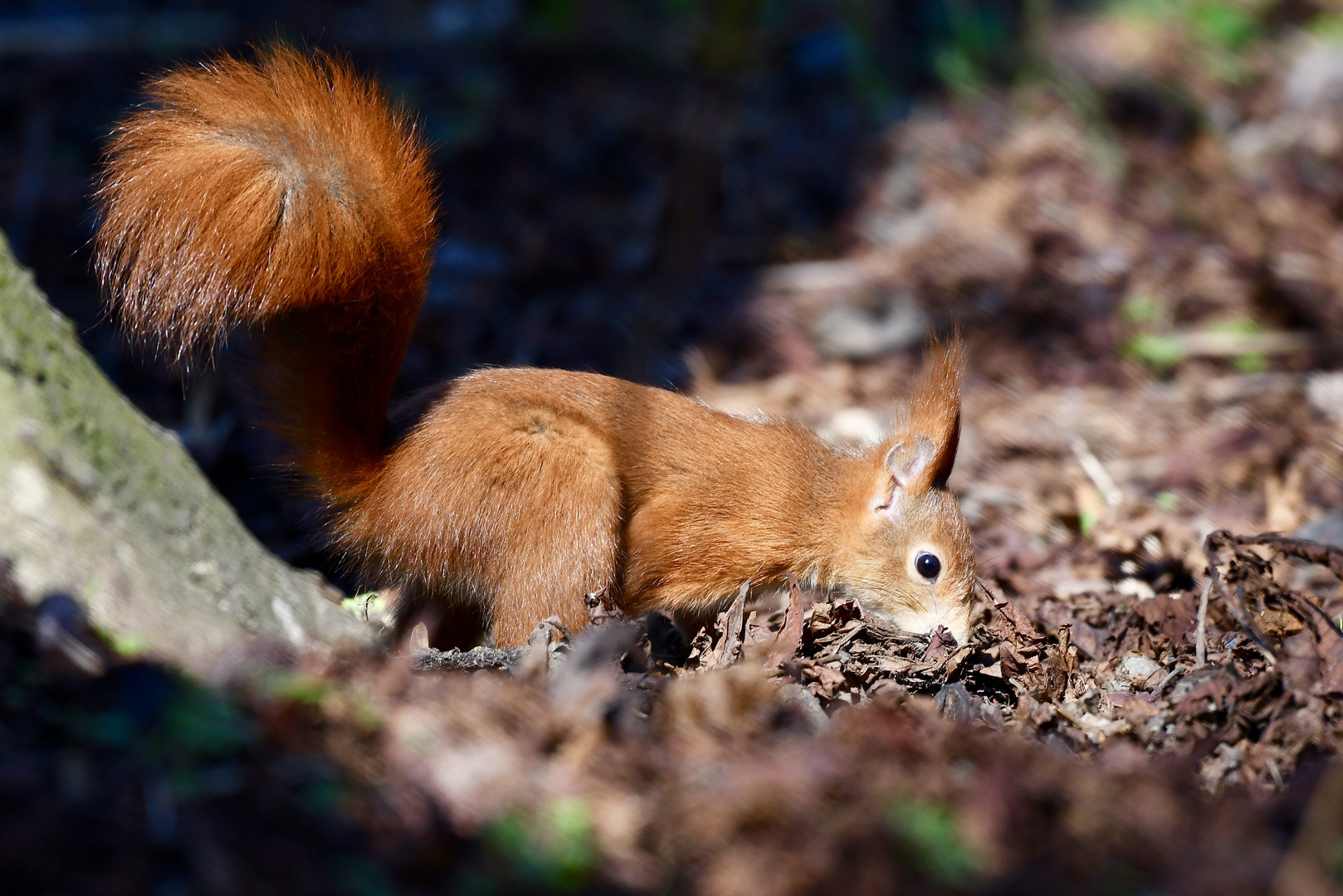 Eichhörnchen auf der suche