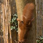 Eichhörnchen auf der Suche nach Futter