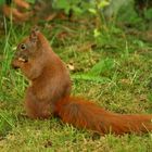 Eichhörnchen auf der Wiese