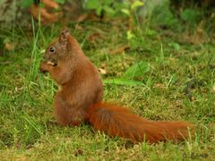 Eichhörnchen auf der Wiese