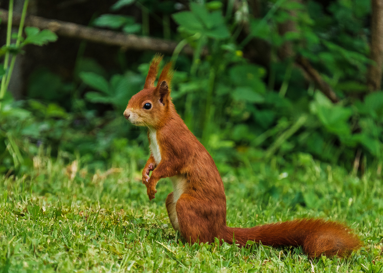 Eichhörnchen auf der Wiese