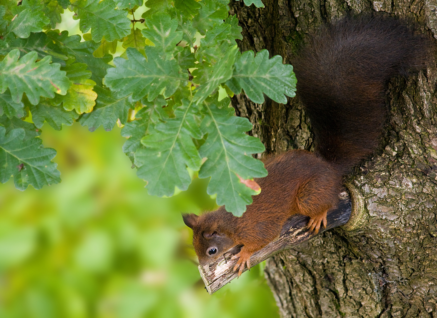 Eichhörnchen auf Eiche