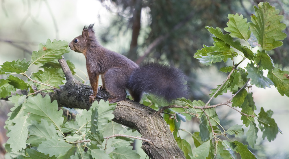 Eichhörnchen auf Eiche