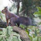 Eichhörnchen auf Eiche