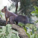 Eichhörnchen auf Eiche