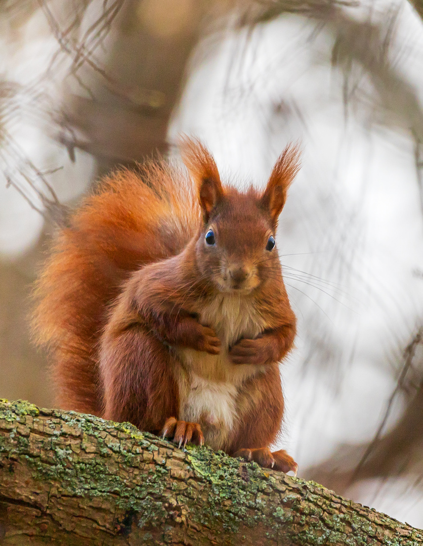 Eichhörnchen auf einem Baum