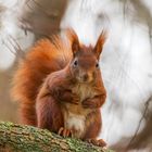 Eichhörnchen auf einem Baum