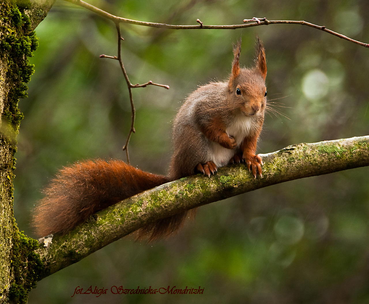 Eichhörnchen auf einem Walnussbaum im Regen..:(