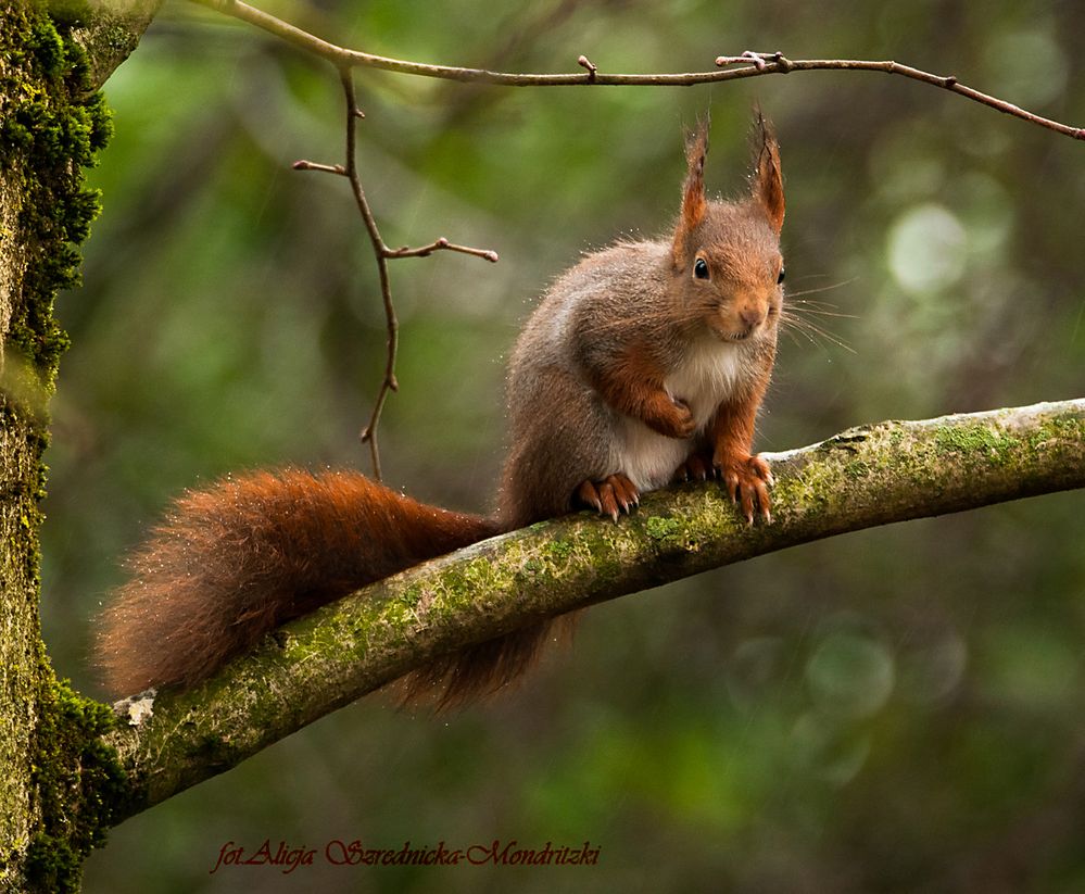 Eichhörnchen auf einem Walnussbaum im Regen..:(