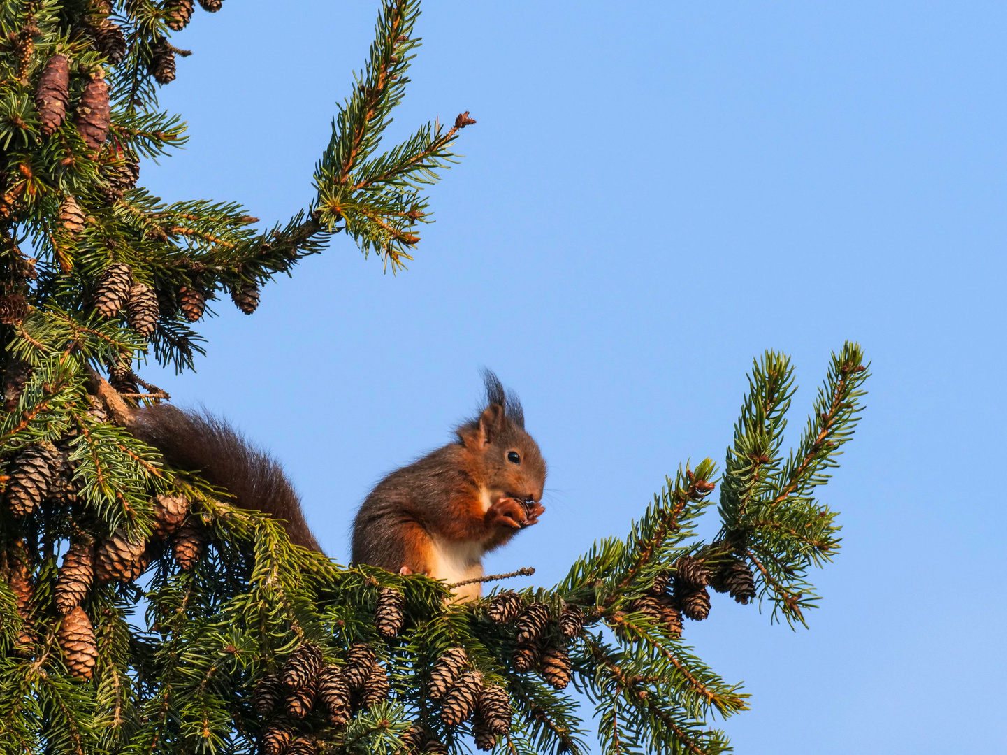   Eichhörnchen auf einen Tannenzweig