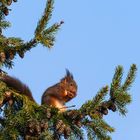   Eichhörnchen auf einen Tannenzweig