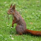 Eichhörnchen auf einer Wiese