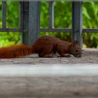 Eichhörnchen auf Entdeckungsreise