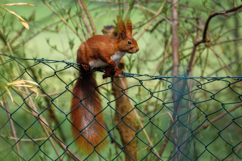 Eichhörnchen auf Erkundung