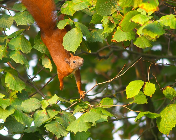 Eichhörnchen auf Erkundungstour