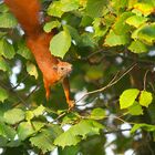 Eichhörnchen auf Erkundungstour