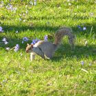 Eichhörnchen auf Frühlingswiese