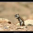 Eichhörnchen auf Fuerteventura