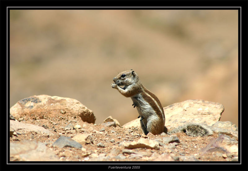 Eichhörnchen auf Fuerteventura