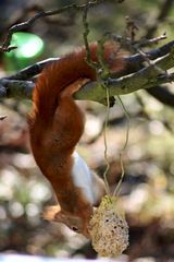 Eichhörnchen auf Futterklau