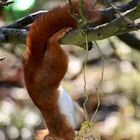 Eichhörnchen auf Futterklau