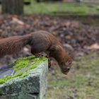 Eichhörnchen auf Futtersuche