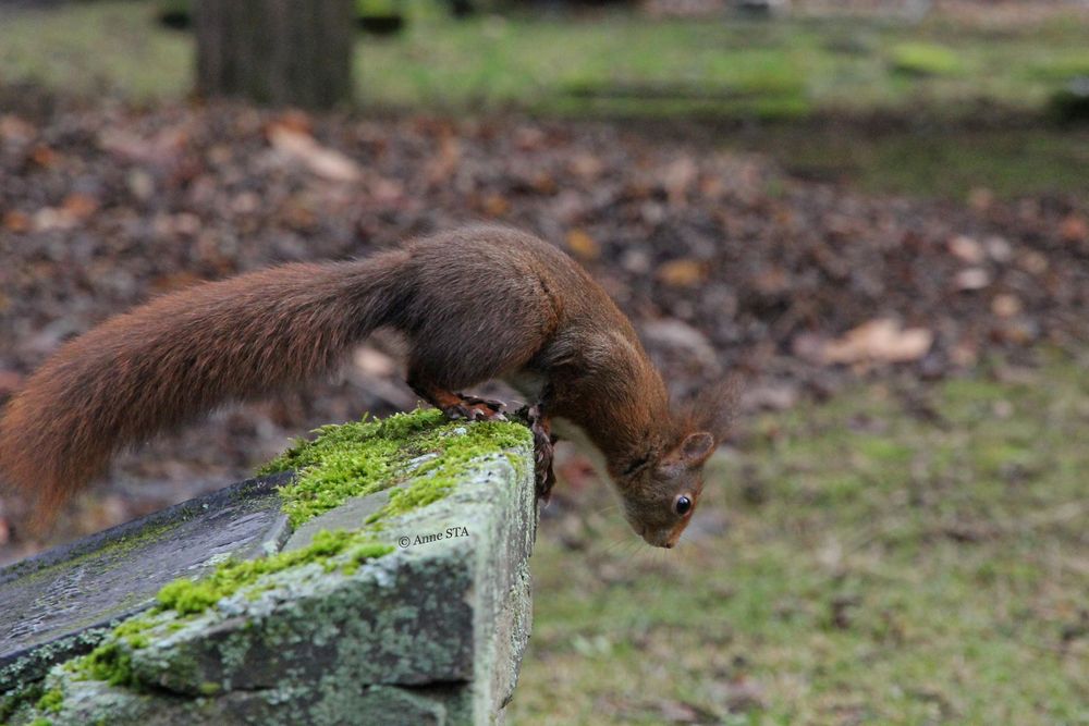 Eichhörnchen auf Futtersuche