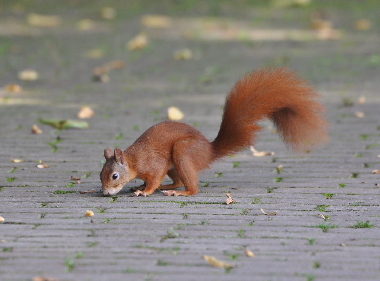 Eichhörnchen auf Futtersuche...