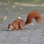 Eichhörnchen auf Futtersuche...