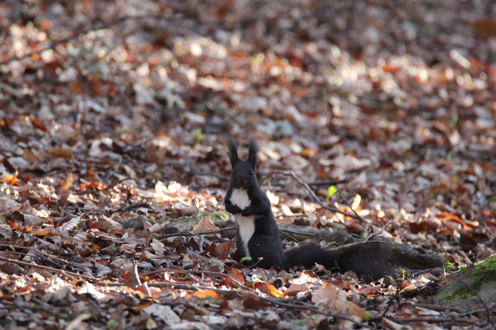 Eichhörnchen auf Futtersuche