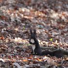 Eichhörnchen auf Futtersuche