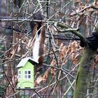 Eichhörnchen auf Futtersuche