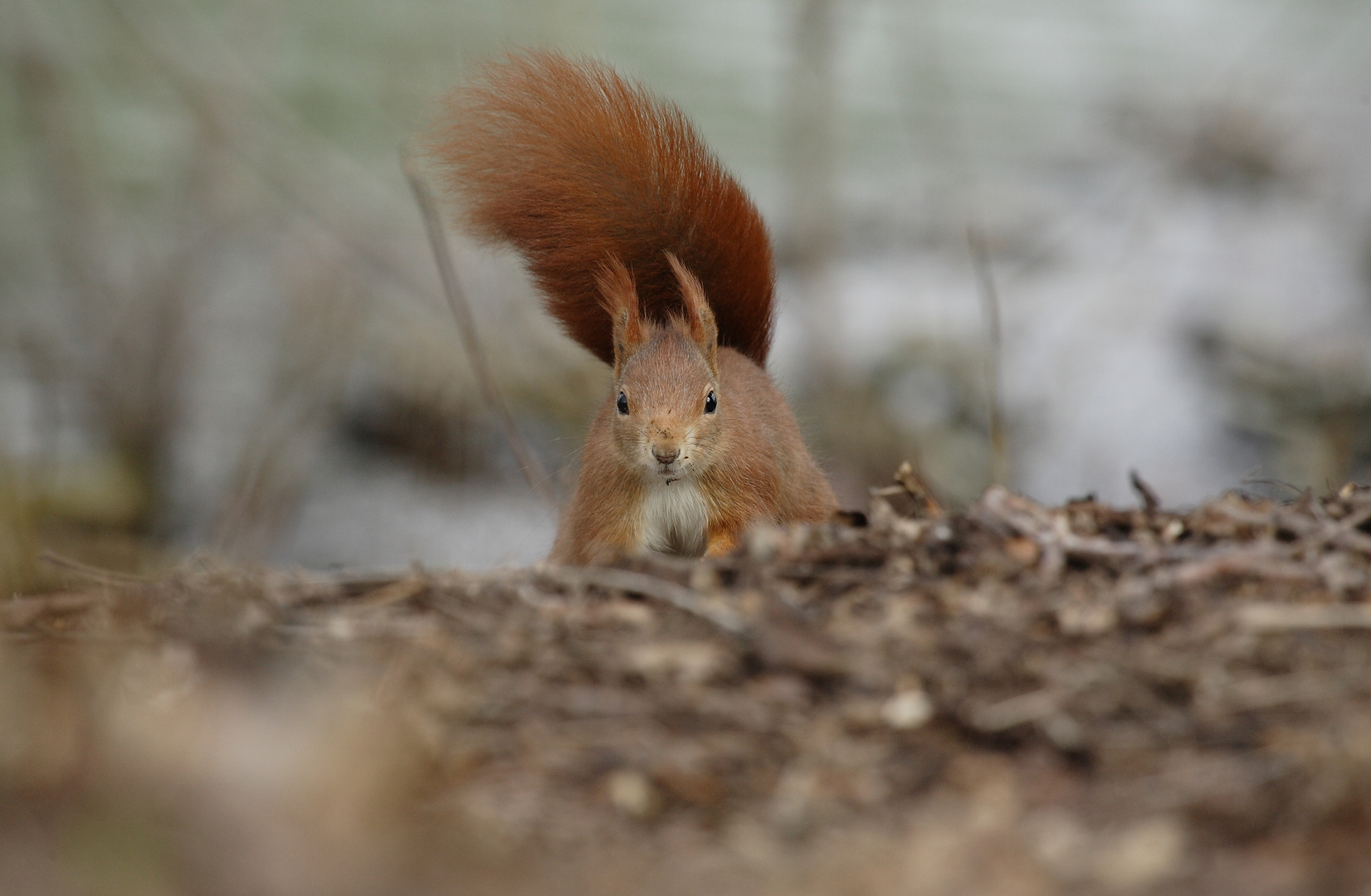 Eichhörnchen auf Futtersuche