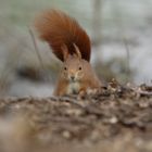 Eichhörnchen auf Futtersuche