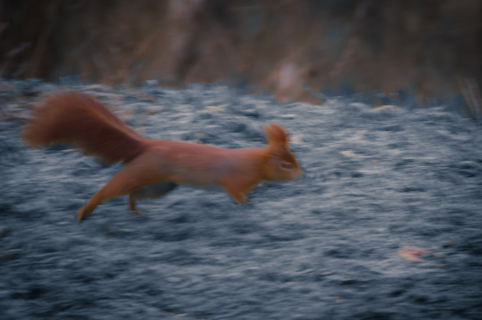 Eichhörnchen auf Futtersuche