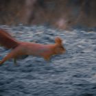 Eichhörnchen auf Futtersuche