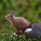 Eichhörnchen auf Futtersuche