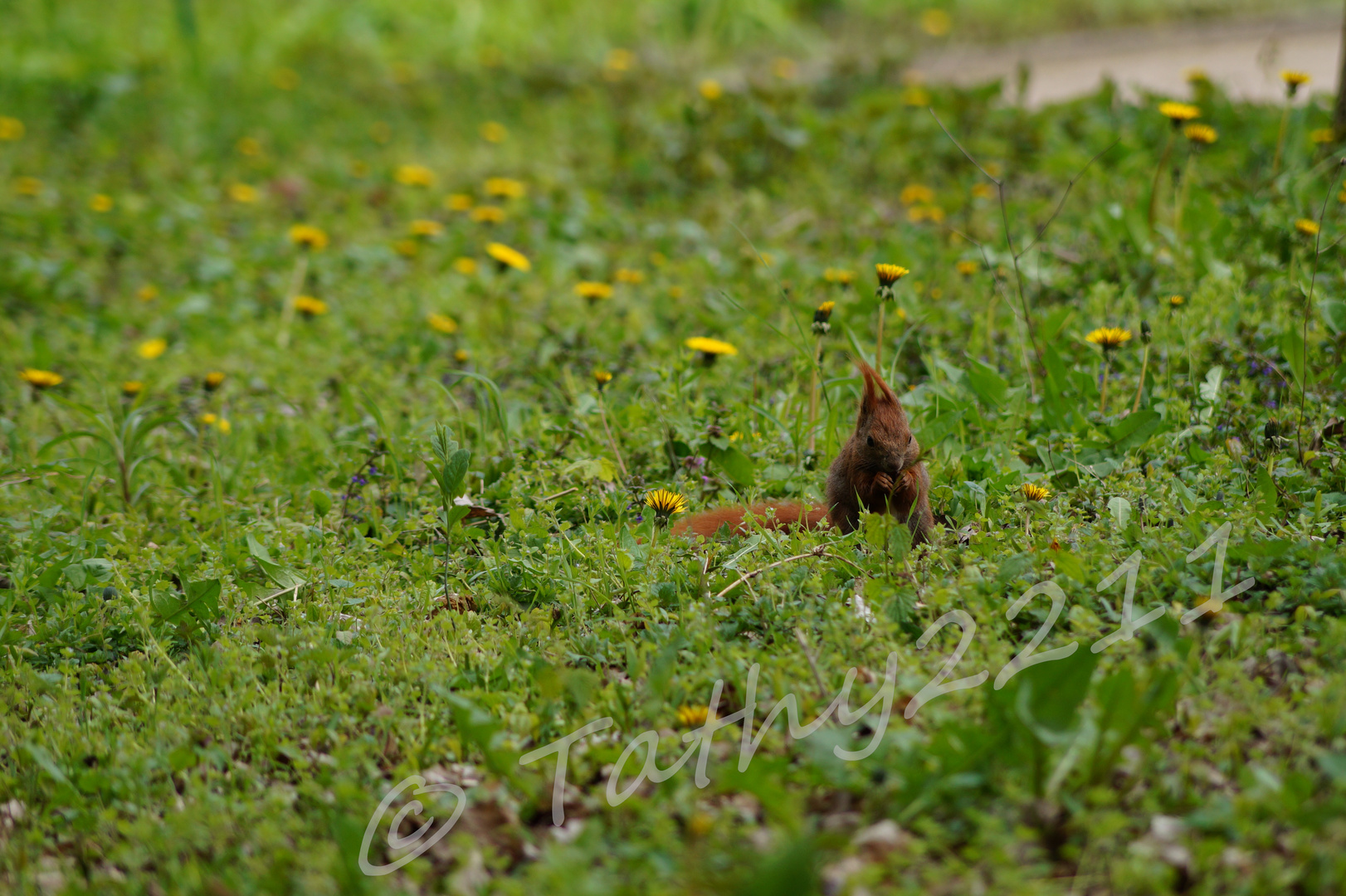 Eichhörnchen auf Futtersuche