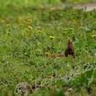 Eichhörnchen auf Futtersuche