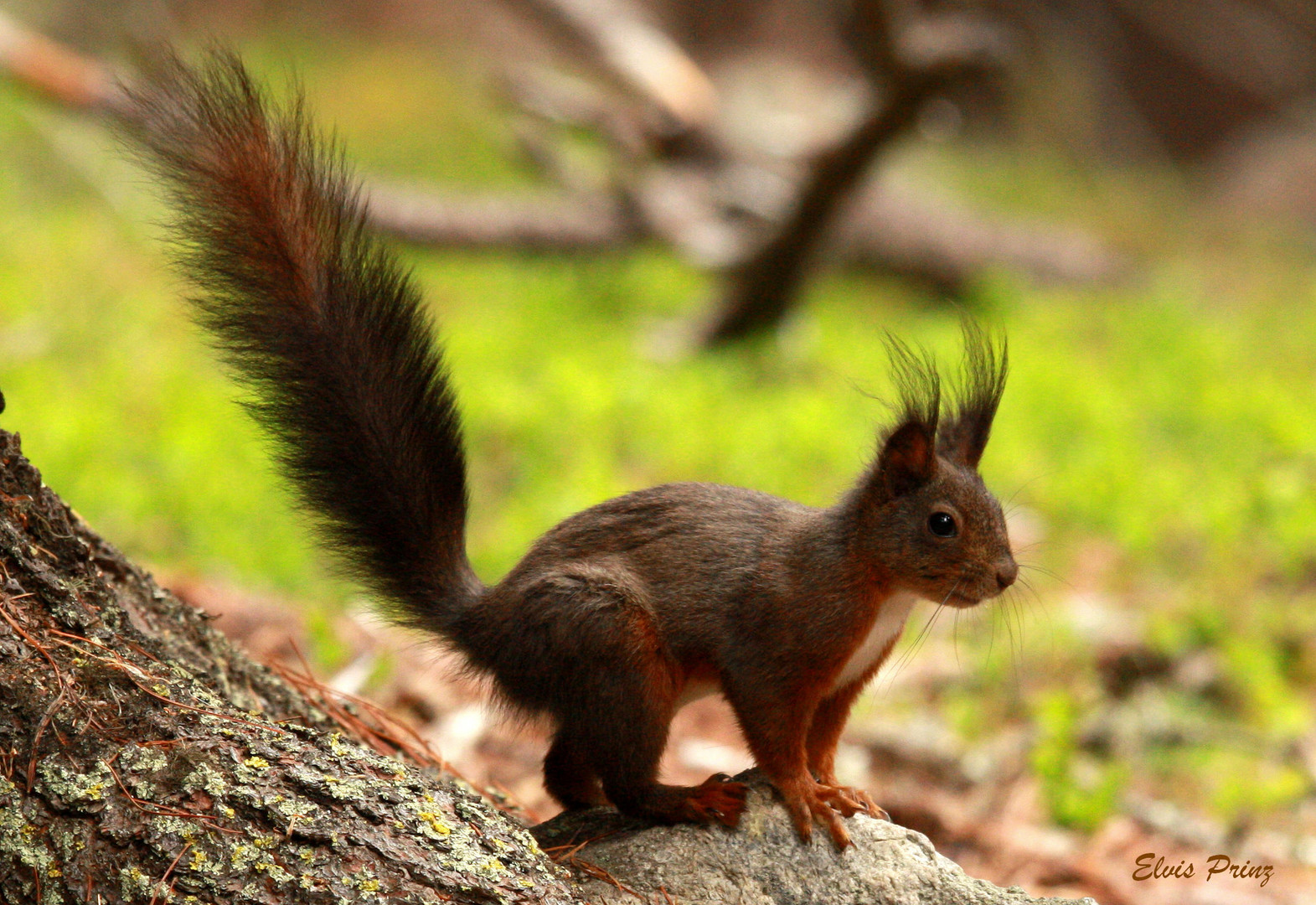 Eichhörnchen auf Futtersuche