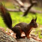 Eichhörnchen auf Futtersuche