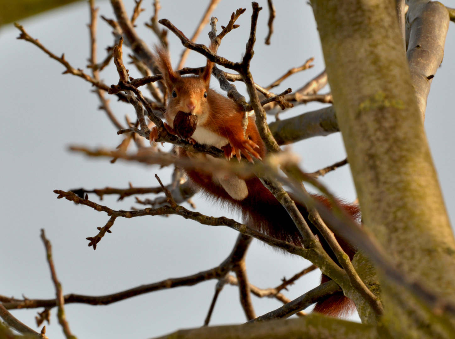 Eichhörnchen auf Futtersuche