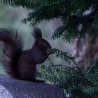  Eichhörnchen auf Futtersuche